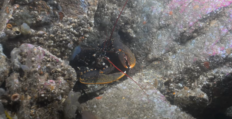 Lobster in Strangford