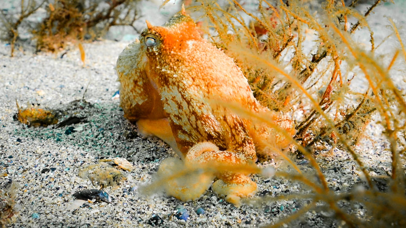 Squid frame-2