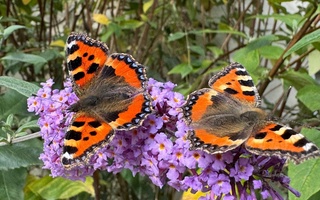 Eileen and Reg take a break from diving at Castleward, 9 September
