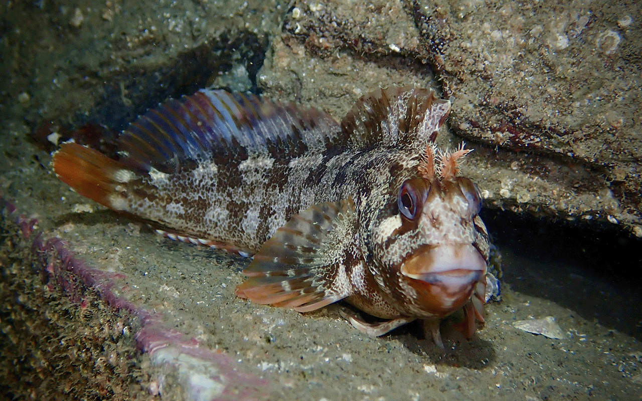 Blenny