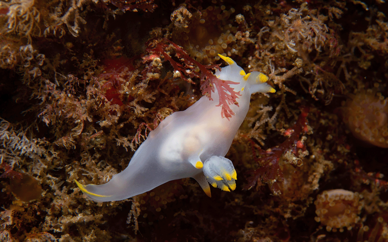 nudibranch